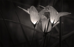 černobílá fotografie květiny