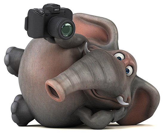slon držící fotoaparát